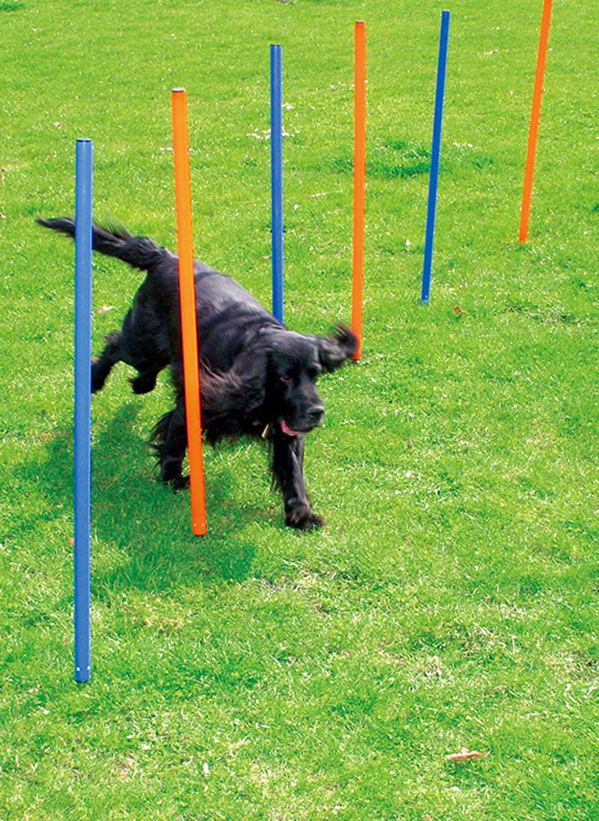 PAWISE AGILITY SLALOM 12STPINNAR