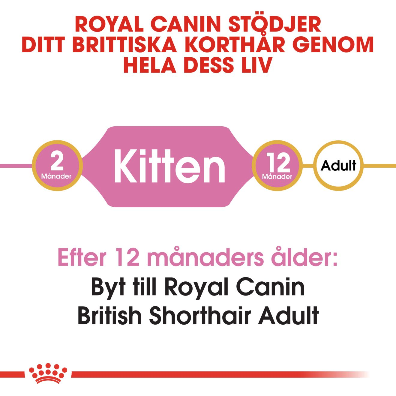 Royal Canin British Shorthair Kitten