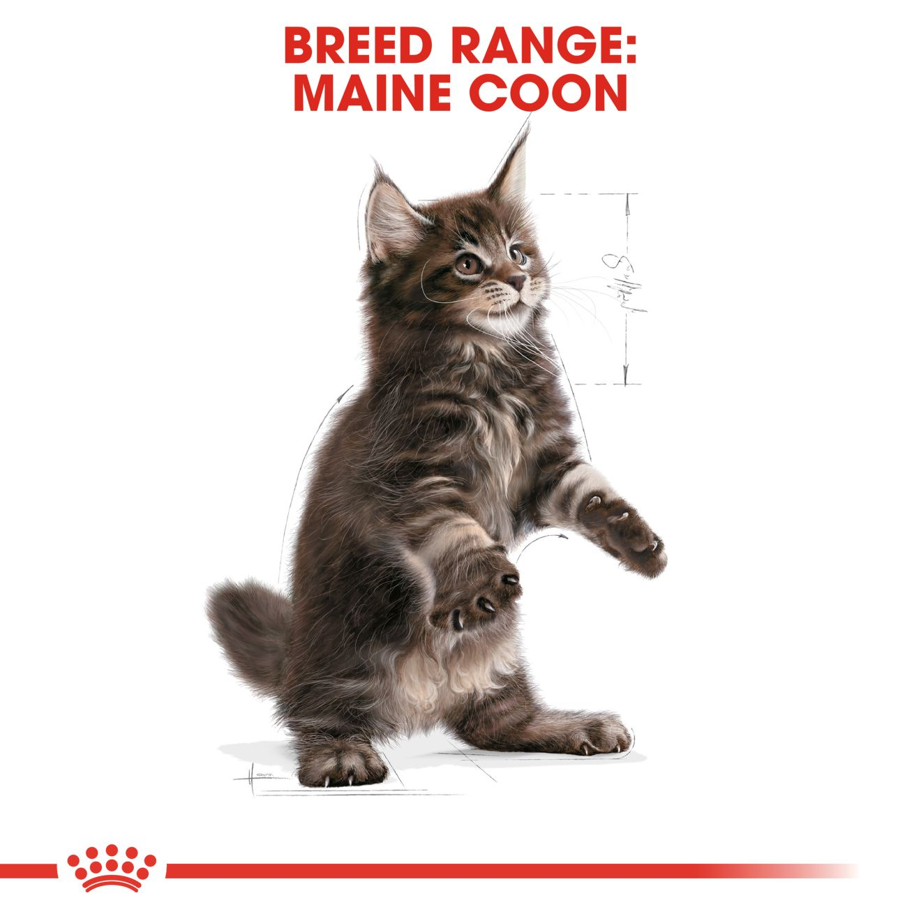 Royal Canin Maine Coon Kitten