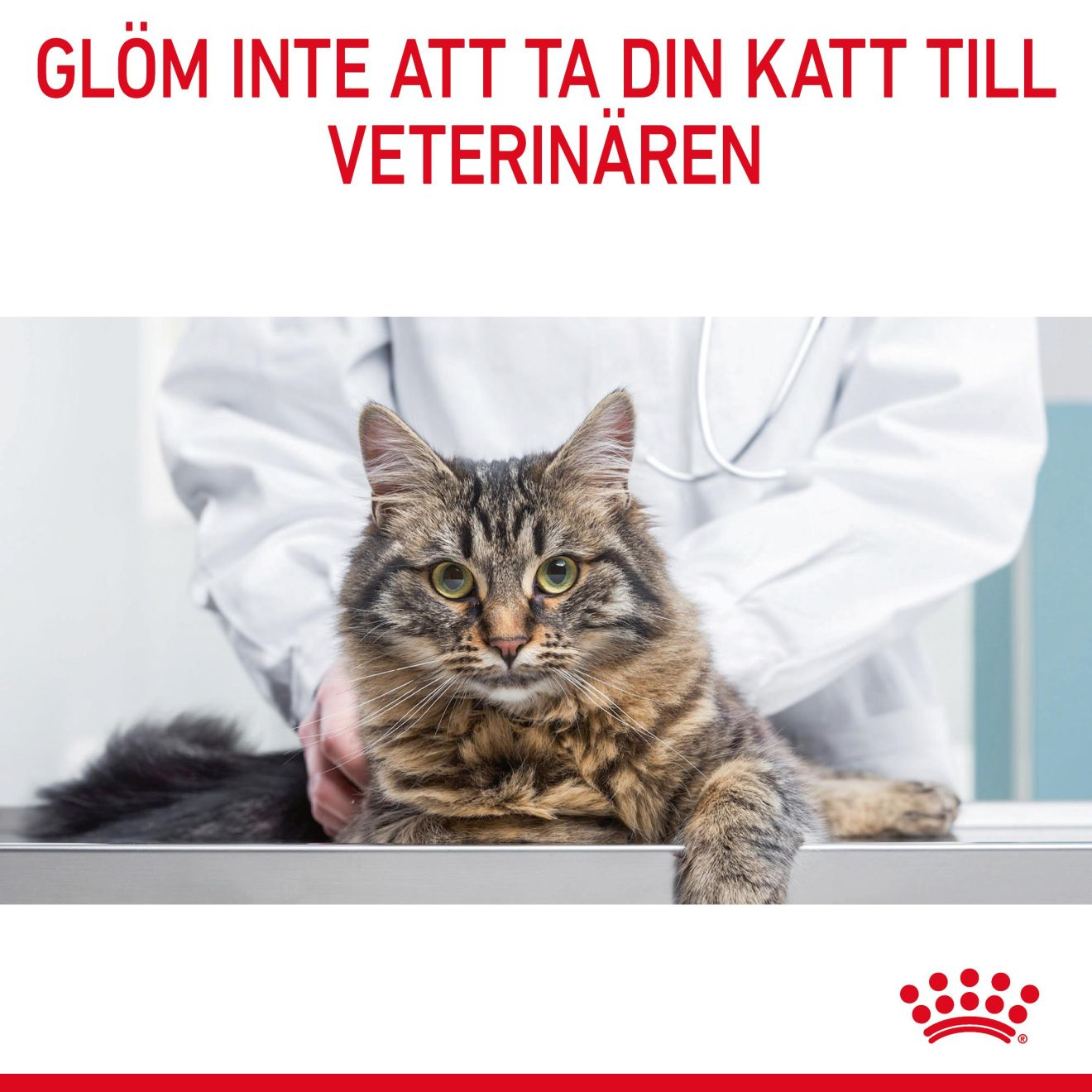 Royal Canin Appetite Control Gravy