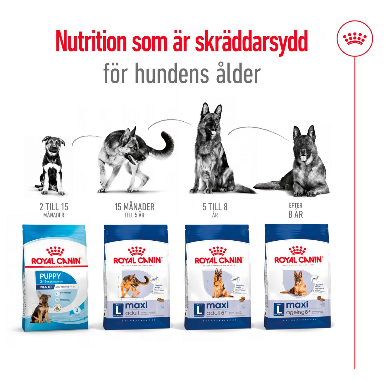 Royal Canin Maxi Ageing 8+