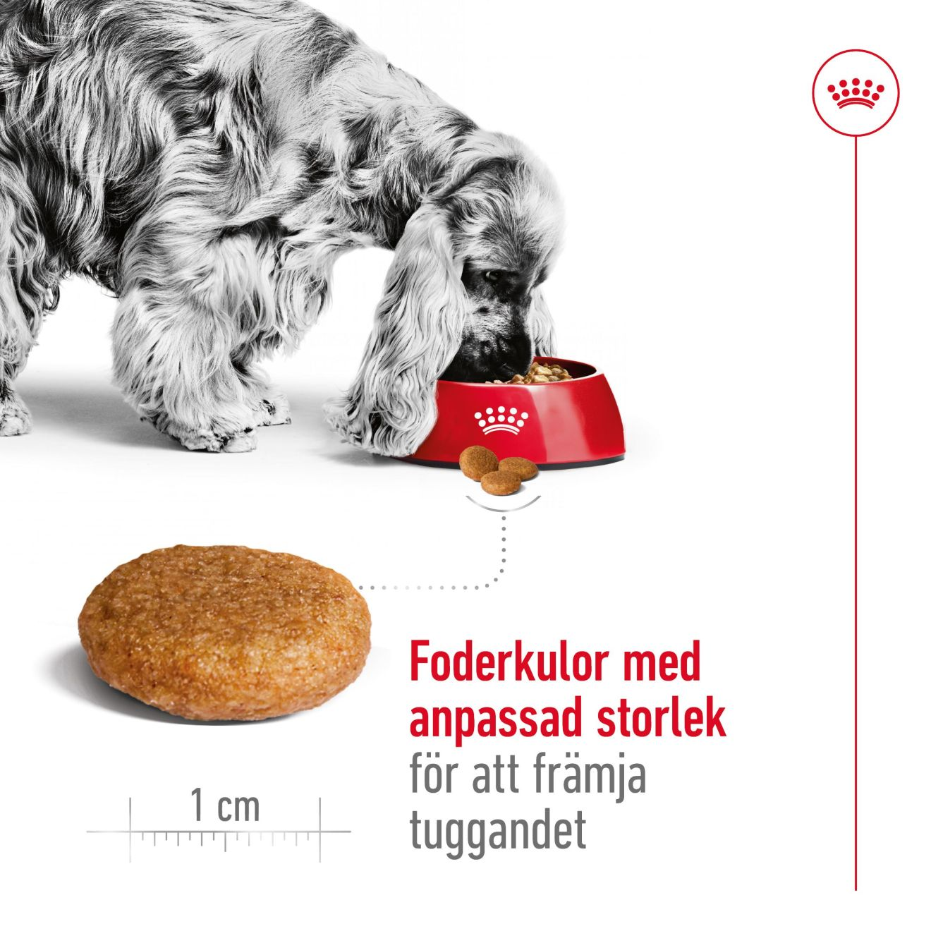 Royal Canin Medium Adult