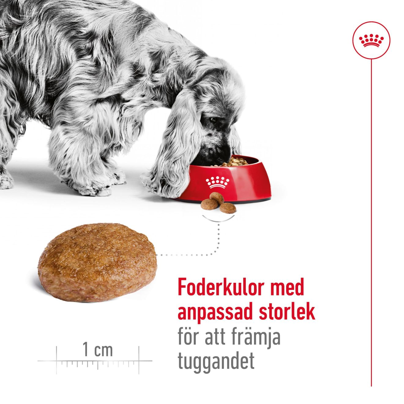 Royal Canin Medium Adult 7+