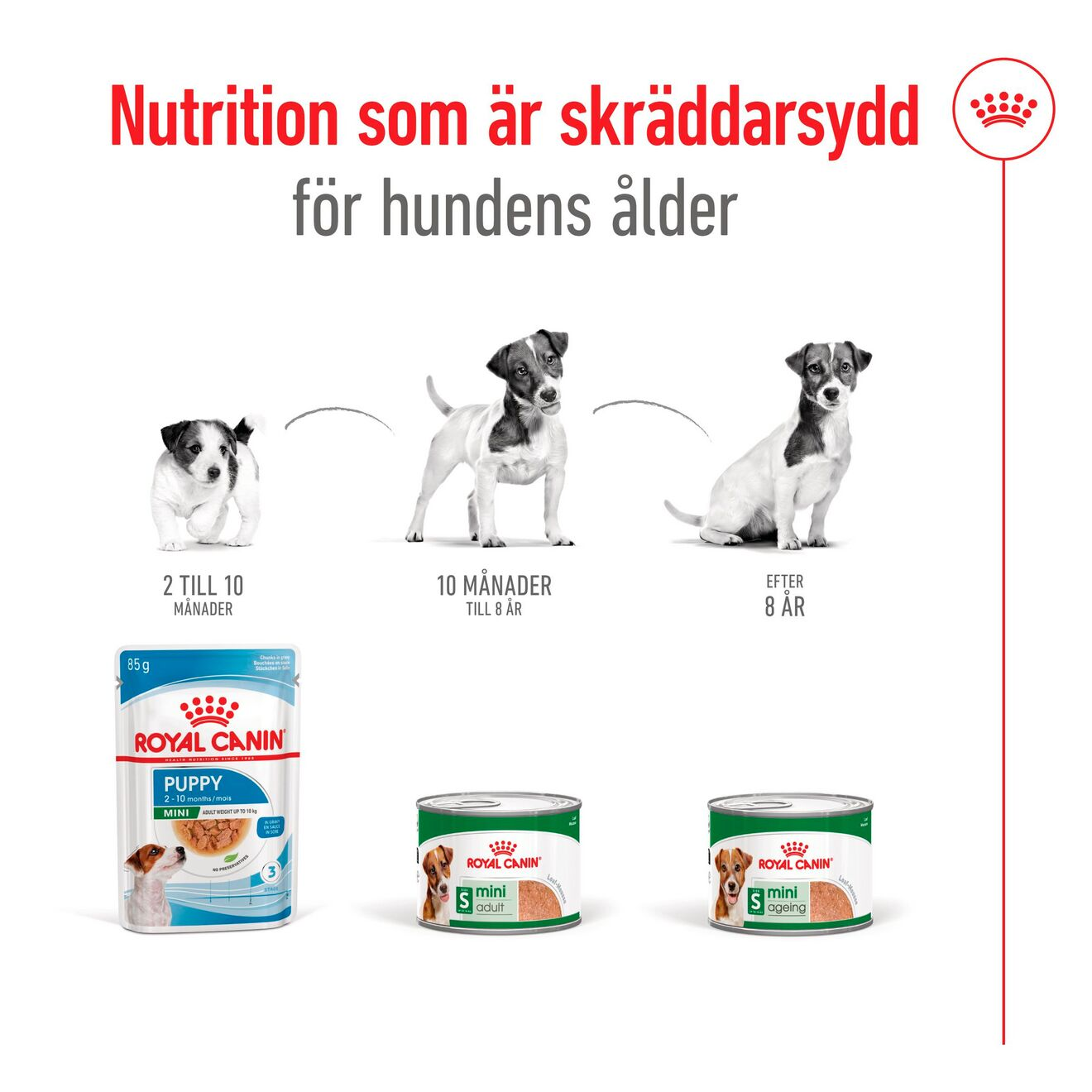 Royal Canin Mini Adult Loaf Can