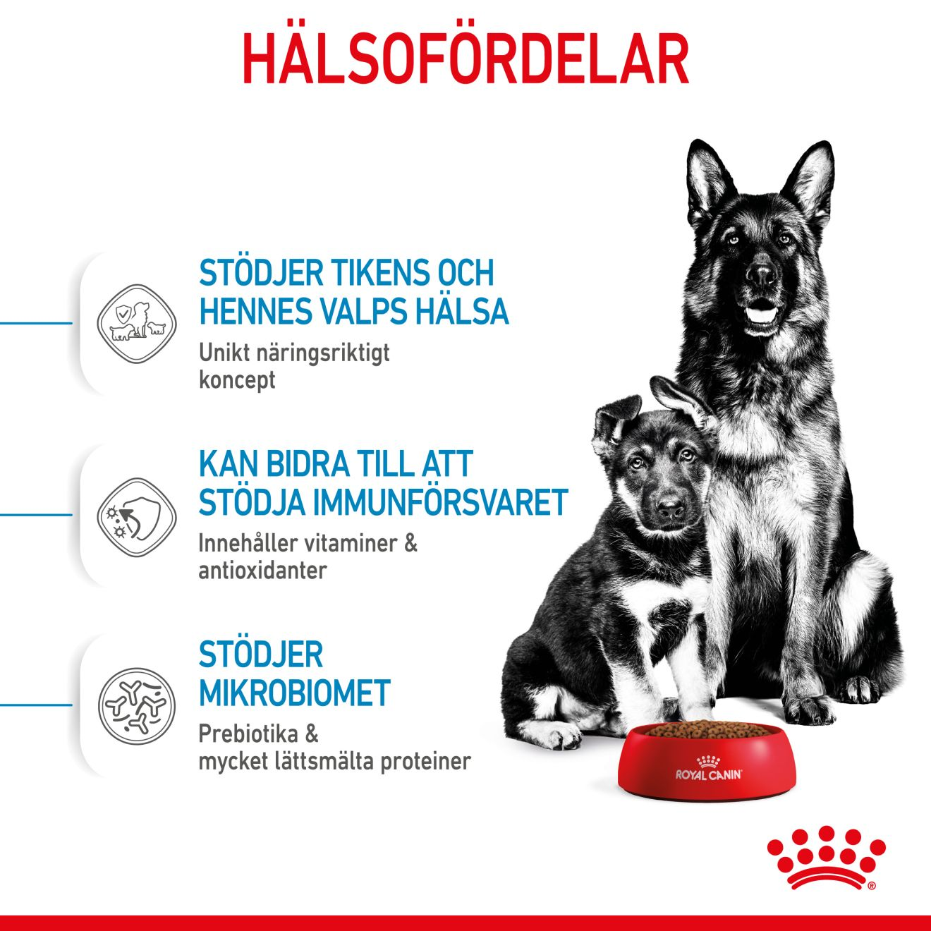 Royal Canin Maxi Starter Mother & Babydog