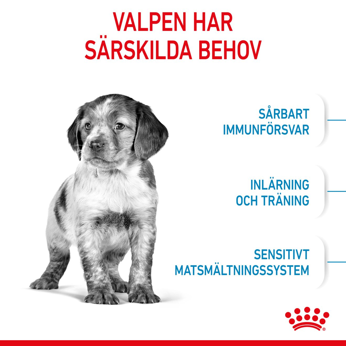 Royal Canin Medium Puppy