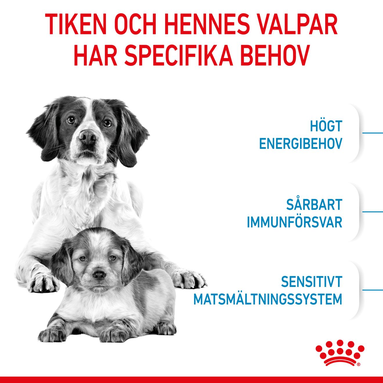 Royal Canin Medium Starter Mother & Babydog